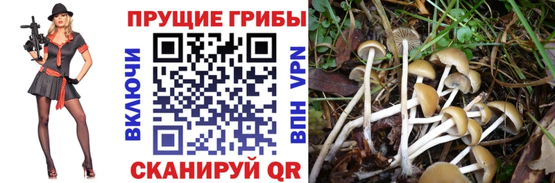 даркнет сайт  Козловка  Псилоцибиновые грибы Magic Shrooms 